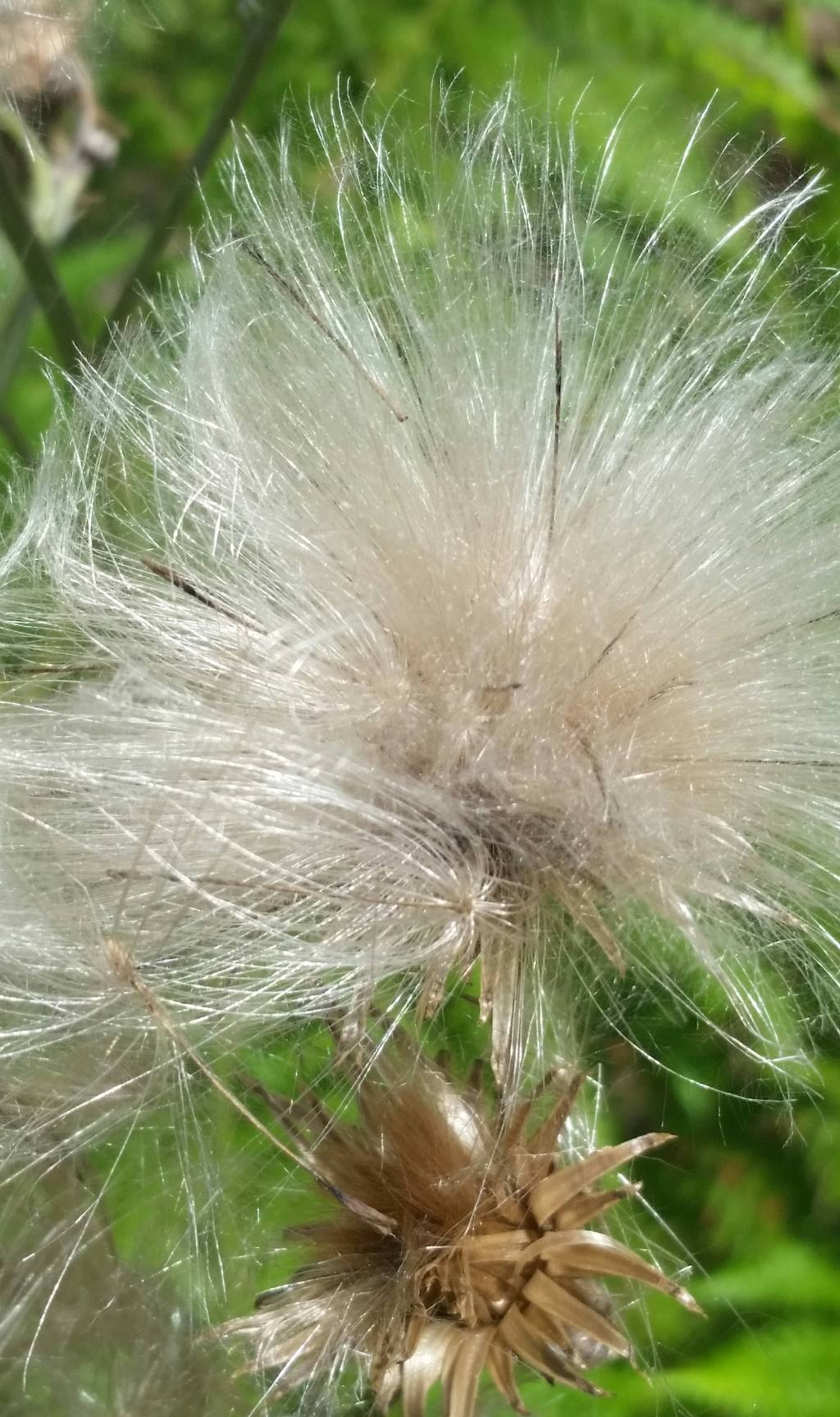 Infiorescenza di Cirsium vulgare?